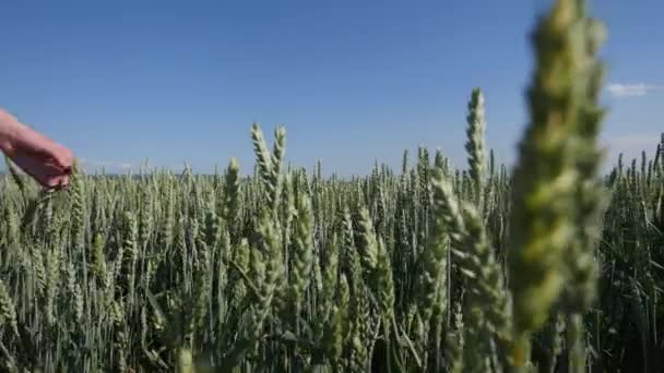 Mujer joven de pie en un campo de trigo con el cielo azul en el fondo — Vídeos de Stock