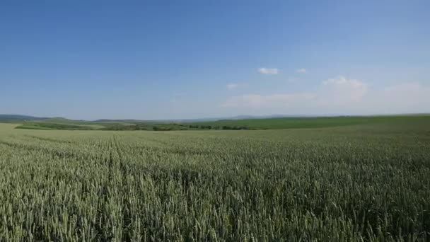 Weizenfeld Wellen durch Sommerwind Pan Natur Hintergrund bewegt — Stockvideo