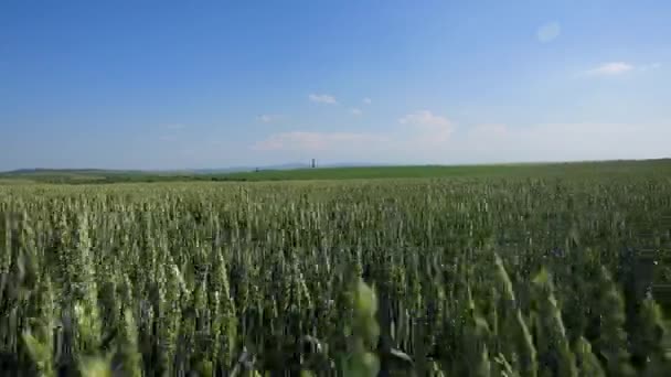Olas de campo de trigo movidas por viento de verano Pan Nature Background — Vídeos de Stock