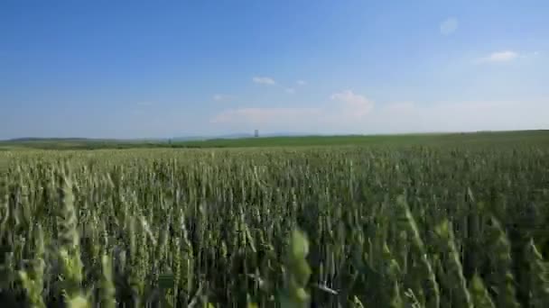 Vagues de champ de blé animées par le vent d'été Pan Nature Contexte 