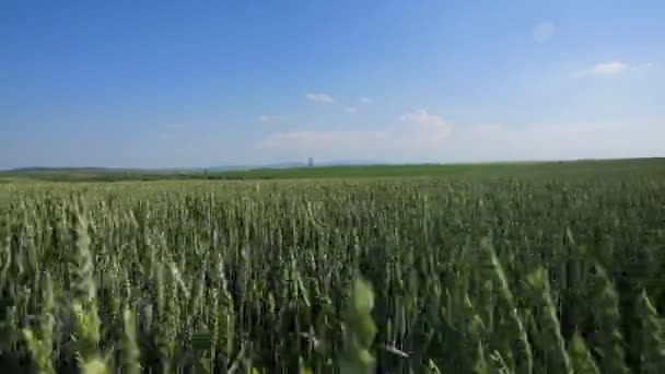 Wheat Field Waves Moved by Summer Wind Pan Nature Background — Stock Video