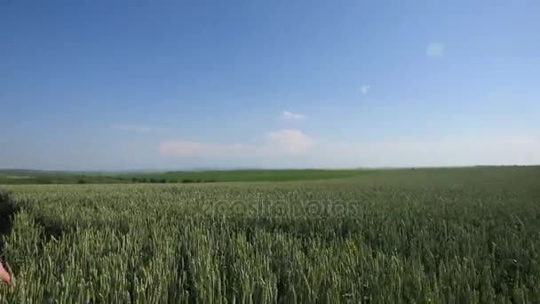 Mujer joven en un sombrero caminando sobre un campo de trigo con el cielo azul en el fondo — Vídeos de Stock