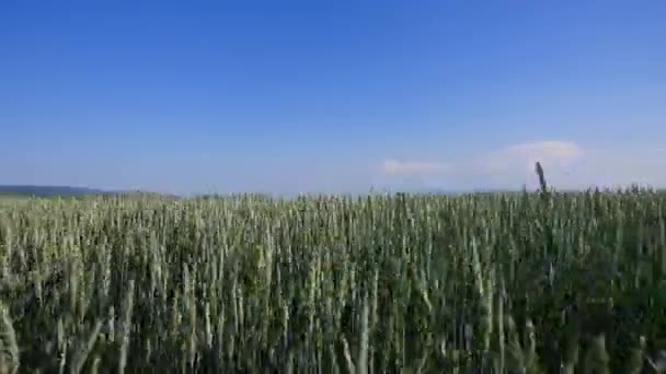 Buğday alan dalgalar yaz Rüzgar Pan doğa arka tarafından taşındı — Stok video