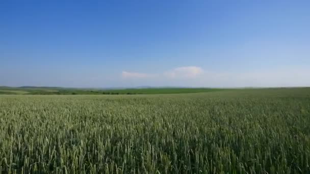 Vagues de champ de blé animées par le vent d'été Pan Nature Contexte 