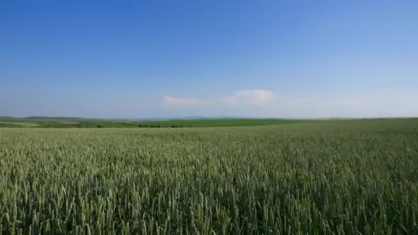 Волны на пшеничном поле, перемещенные на фоне летнего ветра — стоковое видео