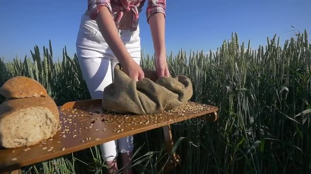 As mãos de uma menina agricultor fechar derramar um punhado de grãos de trigo em um campo de trigo — Vídeo de Stock