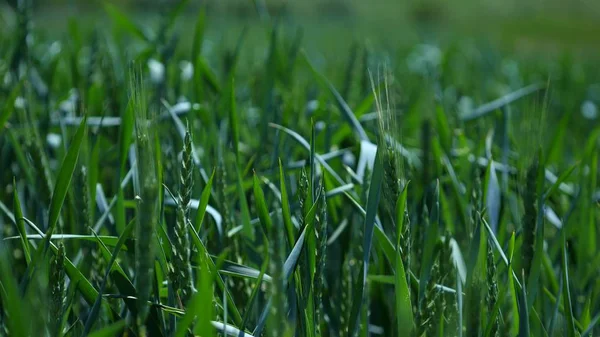 Espiguillas hierba verde primer plano en el viento — Foto de Stock