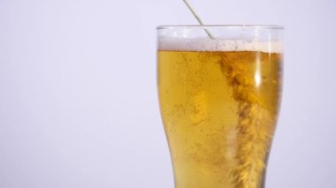 bir bardak bira beyaz bir arka plan üzerinde buğday