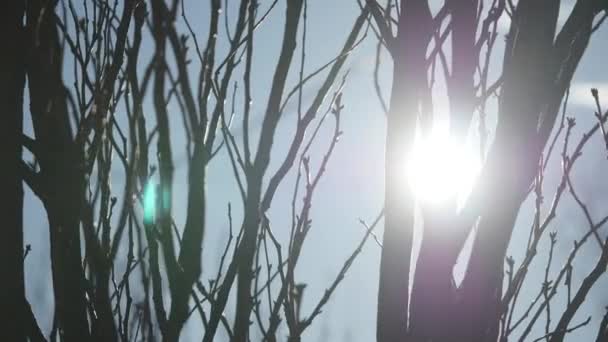 El sol brilla a través de un árbol floreciente — Vídeos de Stock