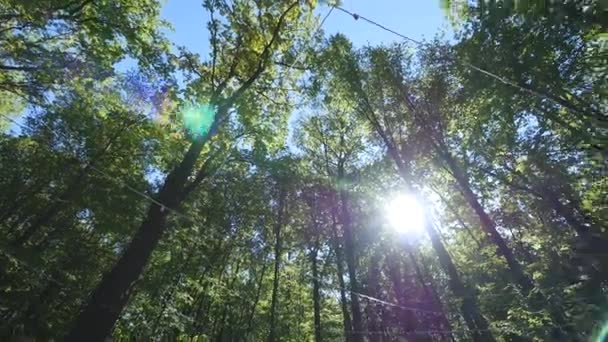 Ο ήλιος λάμπει μέσα από τα δέντρα — Αρχείο Βίντεο