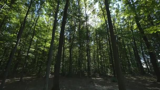 Il sole splende tra gli alberi — Video Stock