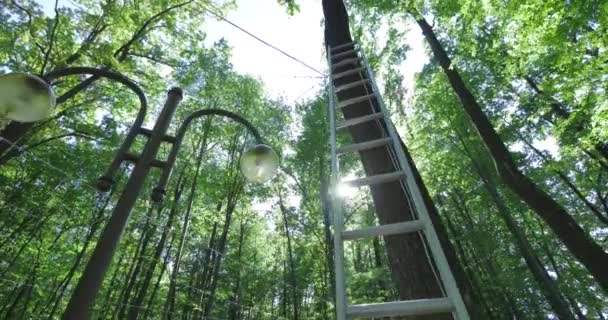 阳光透过树林射出光芒 — 图库视频影像