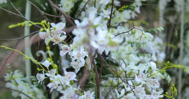 Fleurs pour cérémonie de mariage, fond d'arche de mariage — Video