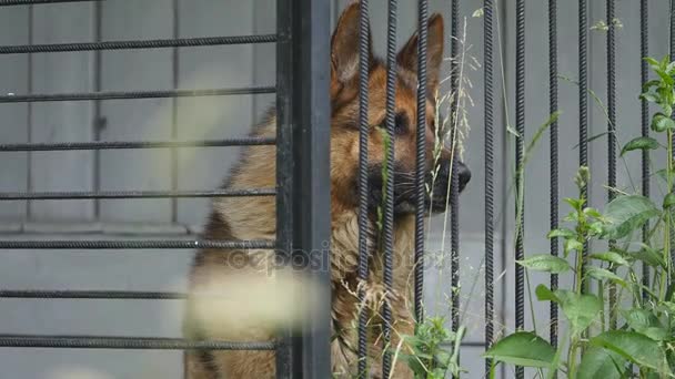 Pastor alemão cão na gaiola — Vídeo de Stock