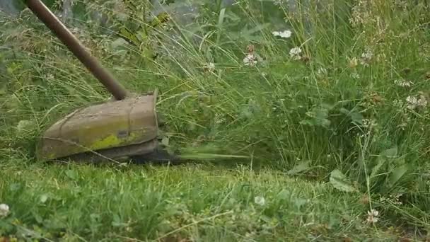 Werknemer maait groen gras handmatige grasmaaier op lente — Stockvideo