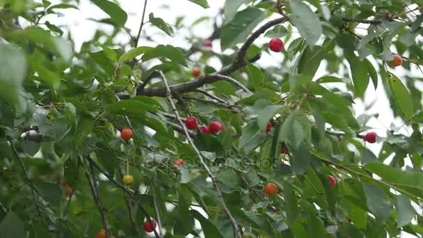 Ramo de cerejeira azeda vermelho com par de frutas saborosas no vento 4K Close-up ramos de cerejeira e frutas — Vídeo de Stock