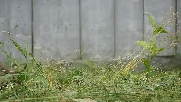 Slow Motion: Een man maaien van het gras in de tuin — Stockvideo