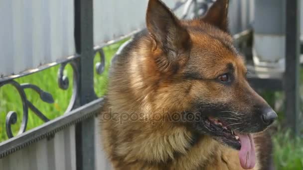 Domestic animals. Joyful cute dog like a german shepherd — Stock Video