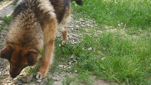 Evcil hayvanlar. Neşeli sevimli köpek gibi bir Alman çoban — Stok video