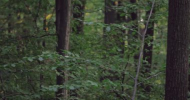 eski ağaçları ile yeşil orman