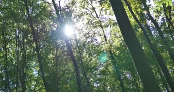 Il sole splende tra gli alberi — Video Stock