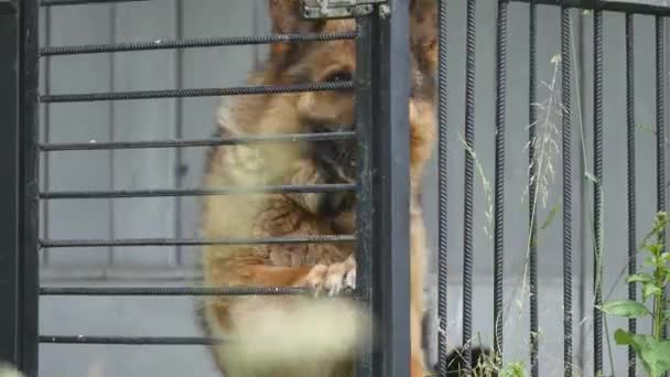 Pastor alemão cão na gaiola — Vídeo de Stock