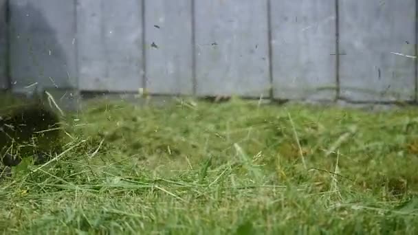 Cutting green grass with lawnmower, close-up — Stock Video