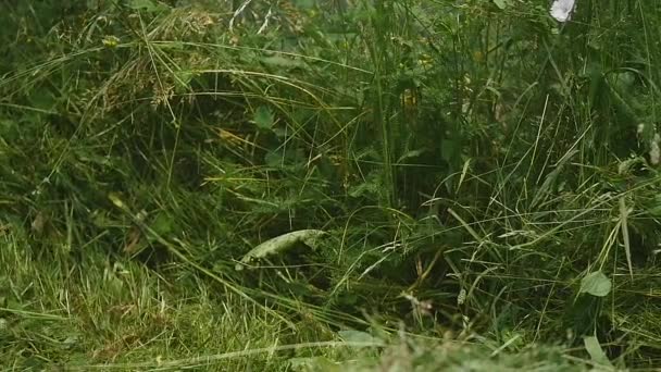 Газонокосилка косит траву в замедленной съемке — стоковое видео