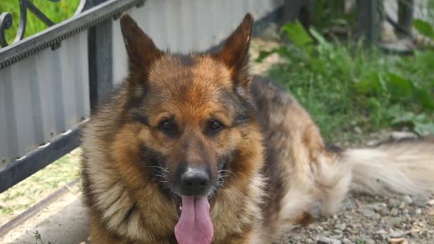 Animales domésticos. Alegre lindo perro como un pastor alemán — Vídeos de Stock