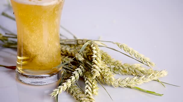 La cerveza se vierte en un vaso sobre fondo blanco con un manojo de trigo. de cerca — Vídeo de stock