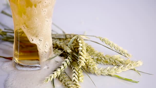 Bier ergießt sich in Glas auf weißem Hintergrund mit einem Bund Weizen. Nahaufnahme — Stockvideo