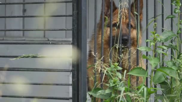 Німецька вівчарка собаки в клітці — стокове відео