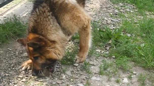 Собака грає з каменем — стокове відео
