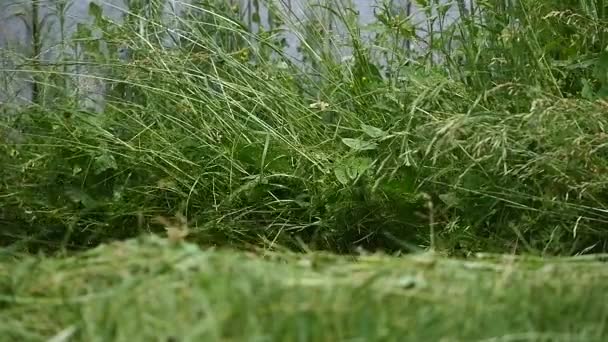 Rasenmäher mäht Gras in Zeitlupe — Stockvideo