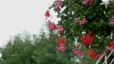 Bloming Begonya. Kırmızı çiçekli begonia. Portre