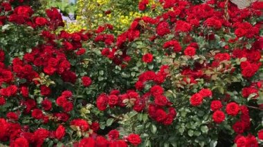 Rosa multiflora ve bahçıvan yeşil eldiven el kırmızı polyantha gül