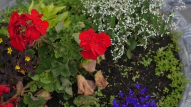 Bloming Begonya. Kırmızı çiçekli begonia. Portre