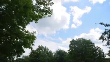 Ağaçta yukarı, mavi gökyüzünde bulutlar.