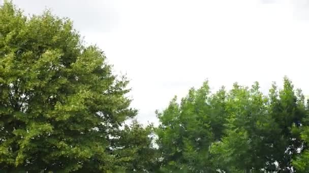 Vista para cima em árvores e nuvens no céu azul — Vídeo de Stock