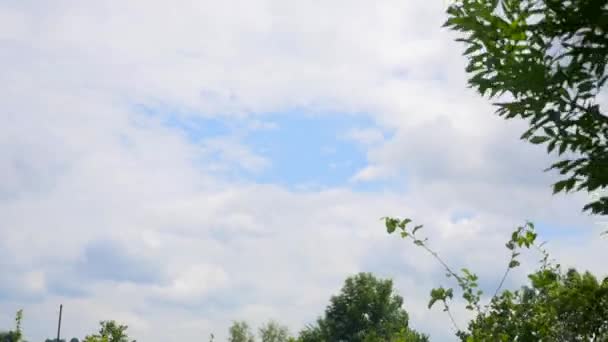 Vista hacia arriba en el árbol y nubes en el cielo azul — Vídeo de stock