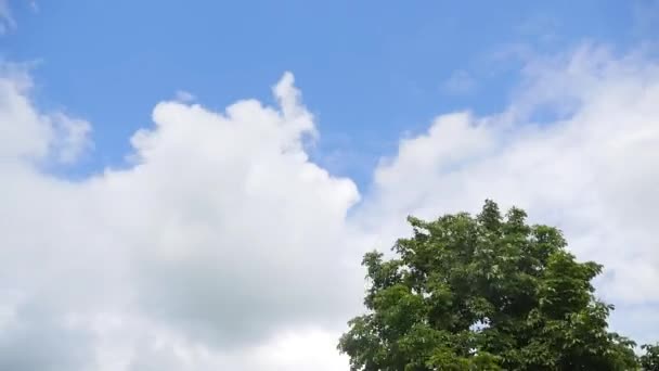 Vista para cima em árvores e nuvens no céu azul — Vídeo de Stock
