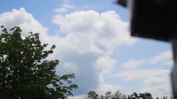 Up view on tree and clouds on blue sky — Stock Video