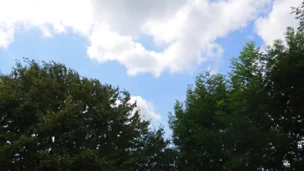 Vista para cima em árvores e nuvens no céu azul — Vídeo de Stock