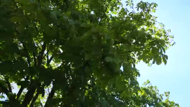 Up view on tree and clouds on blue sky — Stock Video