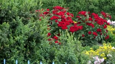 Rosa multiflora ve bahçıvan yeşil eldiven el kırmızı polyantha gül