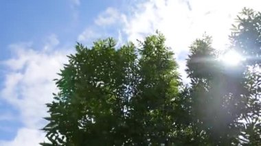 Ağaçta yukarı, mavi gökyüzünde bulutlar.