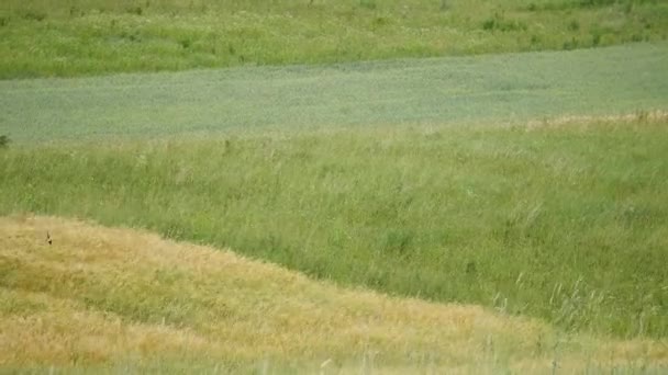 Vagues de champ de blé animées par le vent d'été Pan Nature Contexte — Video