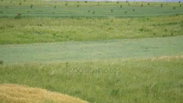 Olas de campo de trigo movidas por viento de verano Pan Nature Background — Vídeos de Stock