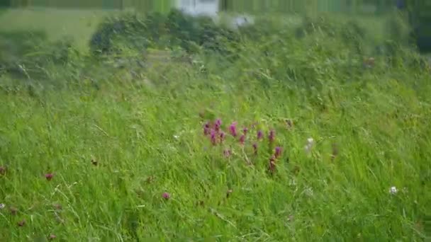 Långa gröna gräs rör sig i vinden — Stockvideo