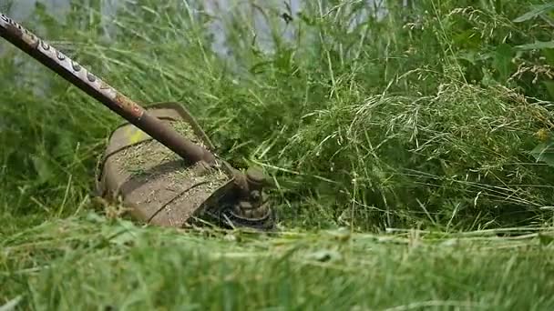 Corte de grama verde com cortador de grama, close-up — Vídeo de Stock